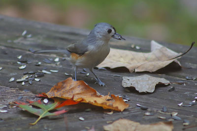 Close-up of bird perching on dry leaves