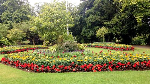 Flowers growing on field by trees in park