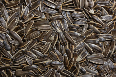 sunflower seed