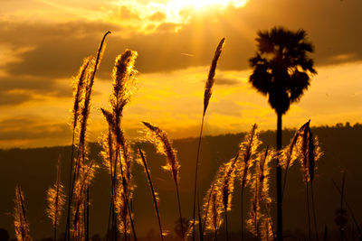 Close-up of silhouette plants on field against sunset sky