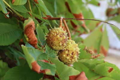 Close-up of fruit on plant