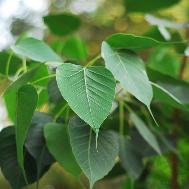 leaf, green color, growth, focus on foreground, close-up, leaf vein, plant, nature, leaves, beauty in nature, sunlight, day, tree, outdoors, green, no people, selective focus, freshness, tranquility, natural pattern