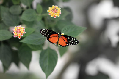 Close-up of butterfly pollinating on flower