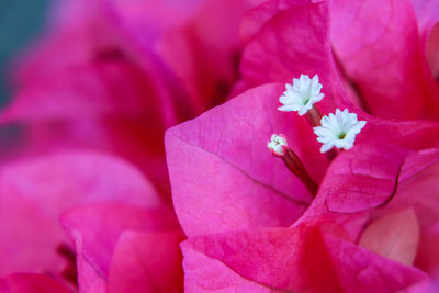 Close-up of pink rose flower