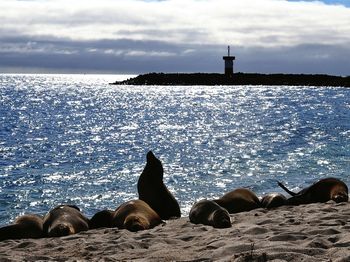Close-up of birds by sea against sky