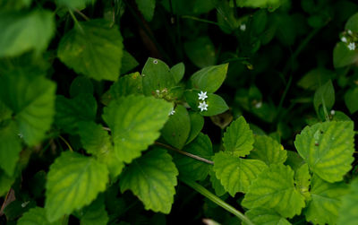 Close-up of leaves