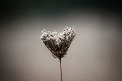 Close-up of dried queen annes lace