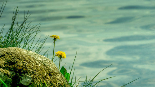 Close-up of yellow flowering plant