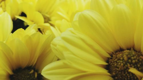 Close-up of yellow flower