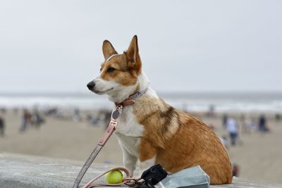 Dog looking away on beach