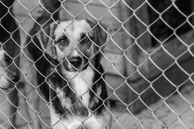 Dog seen through chainlink fence