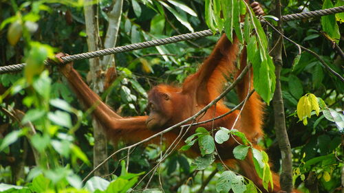 Monkey on tree in forest