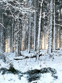 Trees in forest during winter