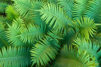 Full frame shot of palm tree leaves