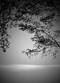 Bare trees against sky