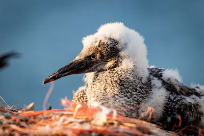 Close-up of bird