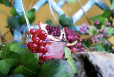 Close-up of red berries growing on plant