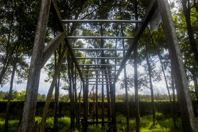 Low angle view of bamboo trees in forest