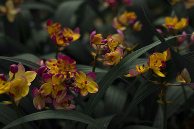 Close-up of yellow flowering plants