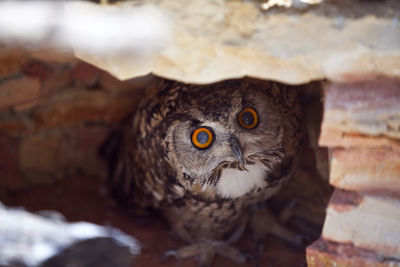 Close-up of owl
