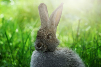 Close-up of rabbit on grassy field