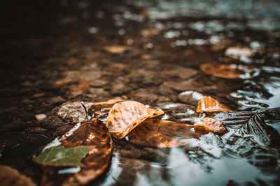 Close-up of dry leaf on water