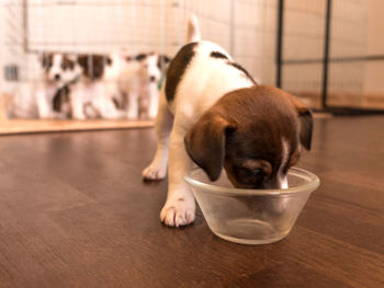 Small jack russell puppy eating from a bowl