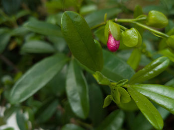 Close-up of flower growing on plant