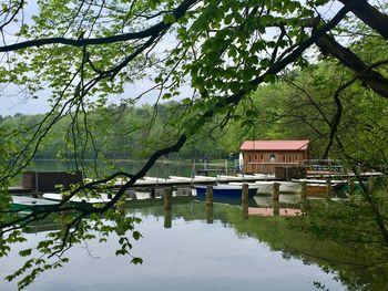 Scenic view of lake by trees and plants