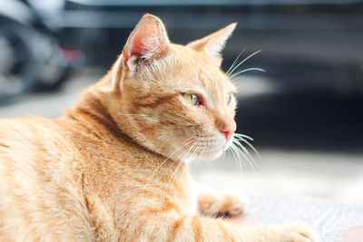 Close-up of a cat looking away