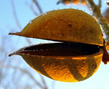 Close-up of fruit