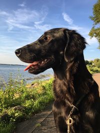 Close-up of a dog looking away