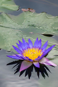 Close-up of purple water lily in lake