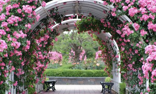 View of pink flowering plants in park