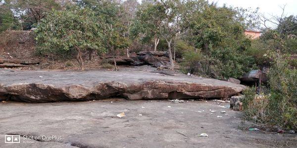 Cat on rock by trees