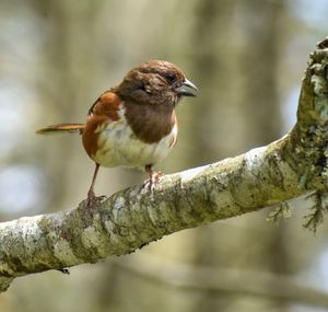 Close-up of bird perching on branch
