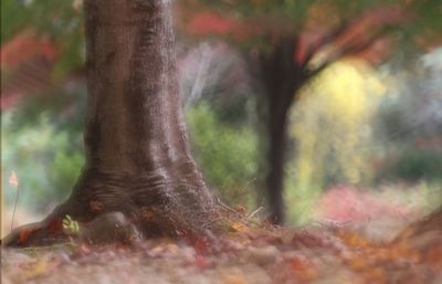 Close-up of tree trunk on field