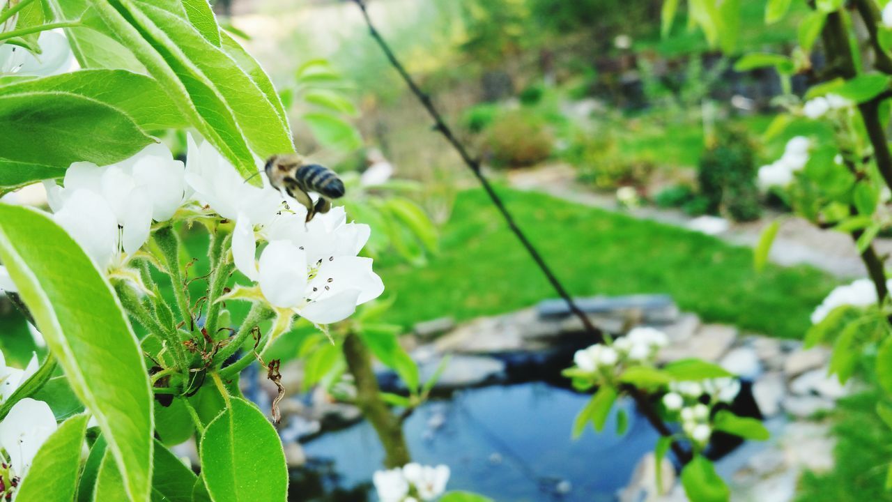 CLOSE-UP OF INSECT ON WHITE FLOWER