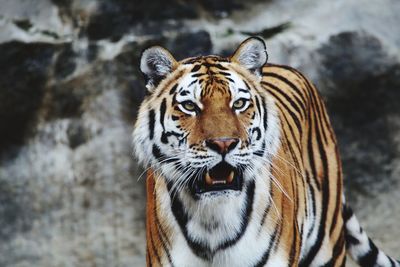 Close-up portrait of tiger