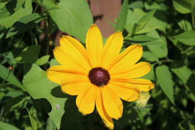 Close-up of yellow flower