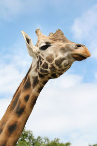 Low angle view of giraffe