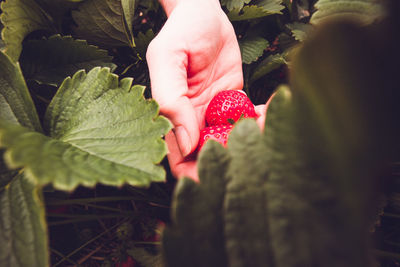 Close-up of hand with red leaves