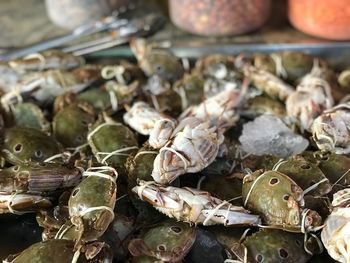 High angle view of shells for sale at market