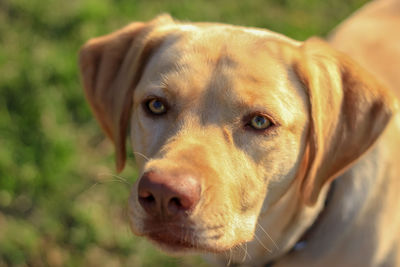 Close-up portrait of dog