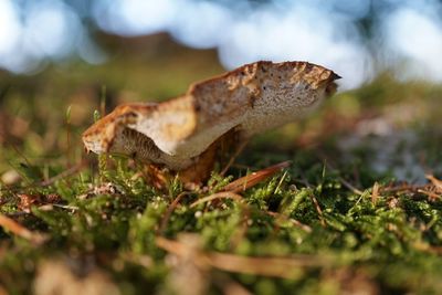 Close-up of mushroom on grass