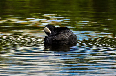 Coot swimming in lake