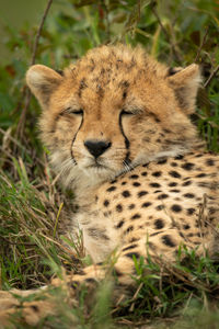 Portrait of a cat on field