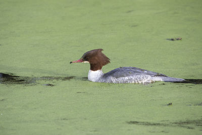 Duck swimming in a lake