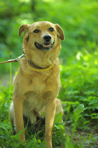 Portrait of dog on field