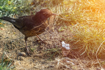 Bird in a field